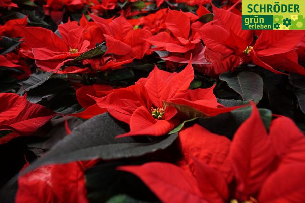 weihnachten1288488CE6-3C5D-D042-56BF-2EA08BC6C696.jpg