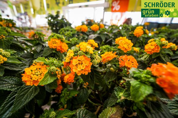 gartencenter04fruehling1016BB2035-C1D4-180A-29D7-260E8B945A1B.jpg