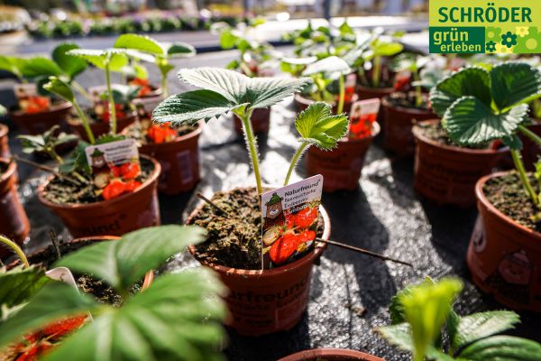 gartencenter04fruehling112C1A4E12-CA98-EAE7-6101-F6E8B8C360EC.jpg