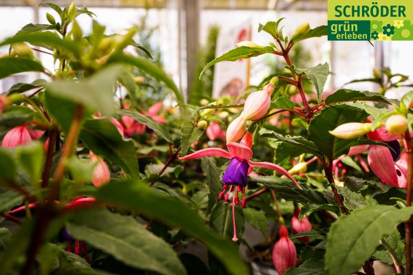 gartencenter04fruehling1180B69C6-EC0B-72A8-5C34-A2C2D06C69D2.jpg