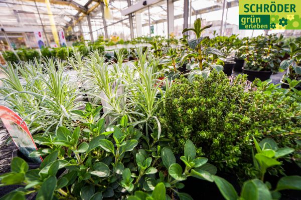 gartencenter04fruehling120B04D446-3D3E-672F-B7AC-BB79F639DC40.jpg