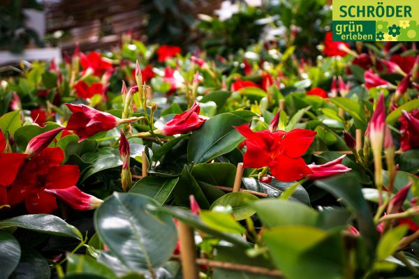 gartencenter04fruehling2F48FC27B-C956-79CB-0589-D71C040FC3ED.jpg