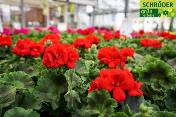 gartencenter04fruehling408212522-9F06-B699-DDED-8897C4188F29.jpg