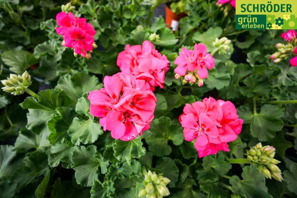gartencenter04fruehling9C2D88CDD-06A6-4125-F4E8-60D5B33BD884.jpg